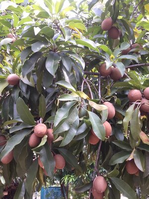 ละมุดที่บ้าน พ่อปลูกตอนอยู่ป.6 ให้ทาย ละมุดต้นนี้อายุเท่าไรแล้ว???