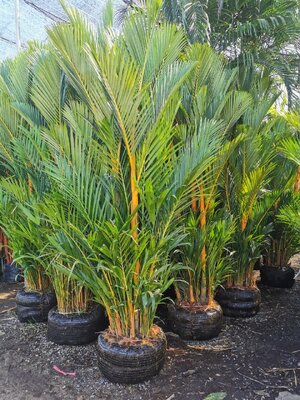 หมากเหลือง (Yellow palm)