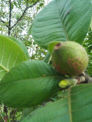 "ต้นผ่าด้าม" ผลไม้สรรพคุณบำรุงร่างกาย ทำให้กระปรี้กระเปร่า และช่วยเสริมสมรรถภาพทางเพศ