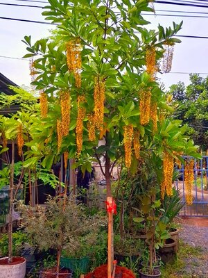 ต้นโซ่ทองคำ