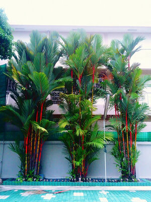 หมากเหลือง หมากแดง ไม้ประดับ ตกแต่งบ้านละสวน