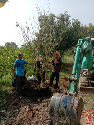 ส่งต้นไม้หลายรายการให้ลูกค้า บางม่วง อ.เมือง จ.นครสวรรค์.