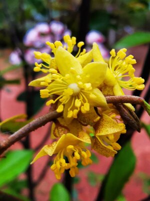 ต้นรวงผึ้ง ต้นละ 250 บาท ส่งไปรษณีย์ทั่วประเทศ