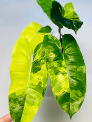 เบอร์เบิ้ลมาร์คด่าง Philodendron burle marx