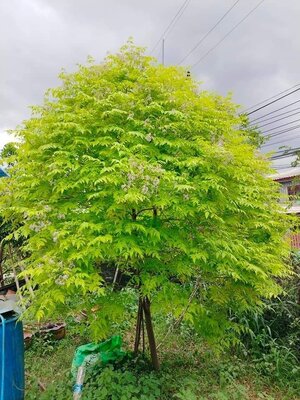 เกษมณีสีทอง ต้นไม้ น่าปลูก ทรงสวย