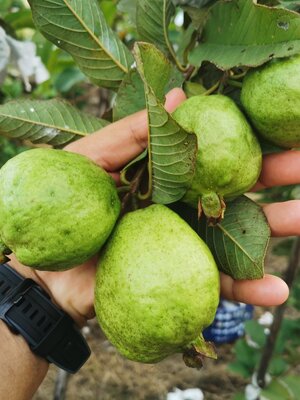 ฝรั่งกิมจู