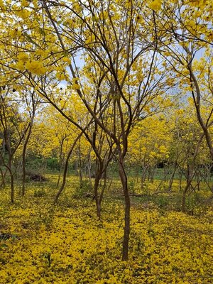 เหลืองอินเดีย ดอกไม้สีทอง สีแห่งความมั่งคั่ง โชคลาภ ร่ำรวย