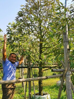 ปลูก ทุเรียนหมอนทอง 2 ต้น (ศาลาลำดวน จ.สระแก้ว )