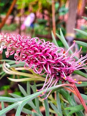 สนเกรวิลเลีย ม่วงแคระ (Grevillea ‘Dorothy Gordon’)