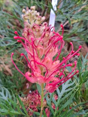 สนเกรวิลเลีย ต้นไม้มาแรงแห่งปี 2568