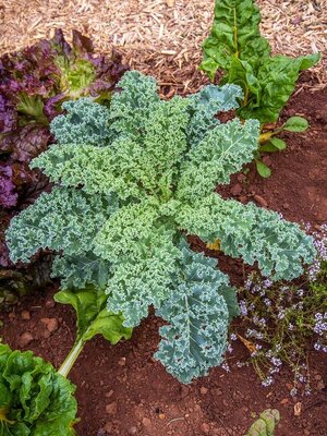 ผักเคล (Kale) หรือผักคะน้าใบหยิก