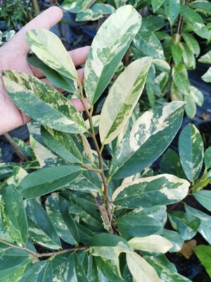 มหัศจรรย์ พันธุ์ไม้ ข้าวเม่าด่าง