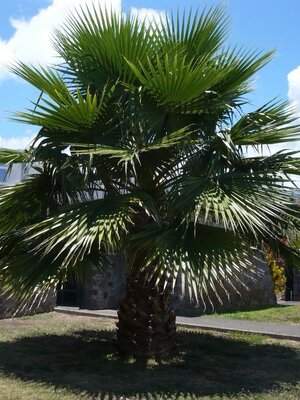 ภาพรวบรวม ไอเดีย การตกแต่งด้วย ต้นปาล์มจีน