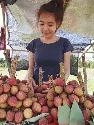 ลิ้นจี่สายพันธุ์ นพ. 1 มีลักษณะเด่น คือ ผลดก ลูกโต เปลือกสีแดงสด