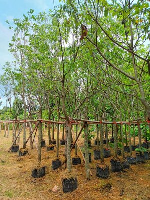 ต้นจิกน้ำ ขนาดลำต้น 3 นิ้ว