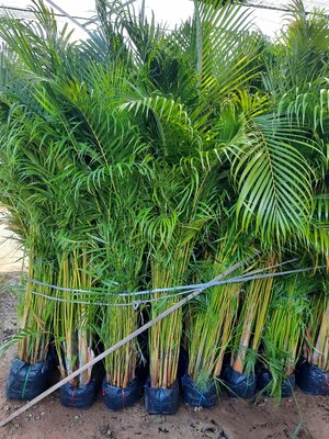 หมากเหลือง