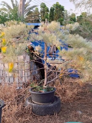 Grevillea New Hybrid Golden lyre (เหลืองพิณใบฟ้า)