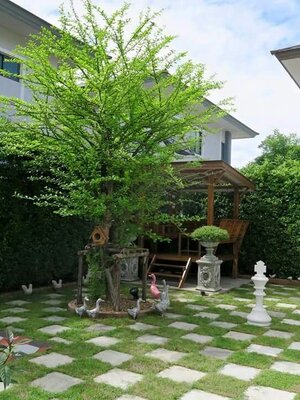 ต้นน้ำเต้า ต้นไม้ให้ร่มเงา ตกแต่งบ้าน อาคาร สำนักงานฯ