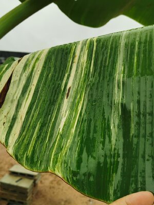 มะลิอ่องด่างขาว