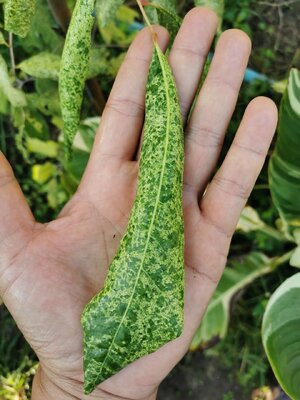 มหัศจรรย์ พันธุ์ไม้ ลำไยด่าง