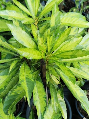 มหัศจรรย์ พันธุ์ไม้ เซียนท้อด่าง