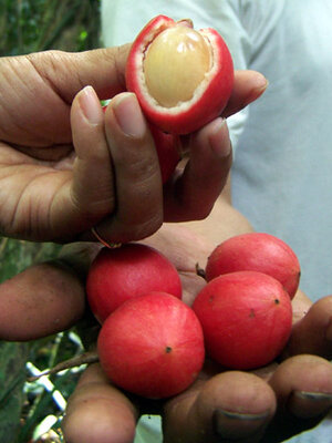 ผลไม้บ้านๆ ท่านเคยกินกันใหม!!! ลูกมะไฟกา