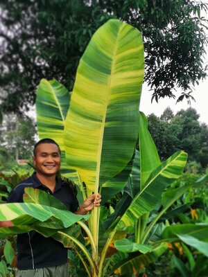 กล้วยปาปัวด่าง