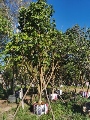 ลองกอง ไม้ล้อมพุ่มสวย ขนาดลำต้น 6 นิ้ว