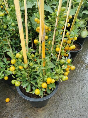 ของขวัญปีใหม่ ส้มกระถาง