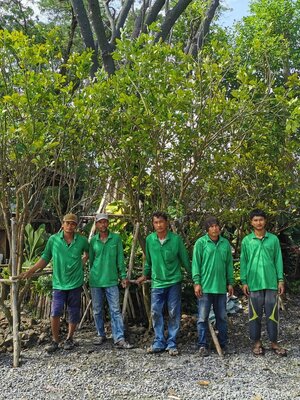 รวบรวมภาพ ส่ง ปลูก ส้มโอทับทิมสยาม ที่ อยุธยา