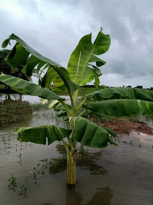 กล้วยไอศครีมด่าง