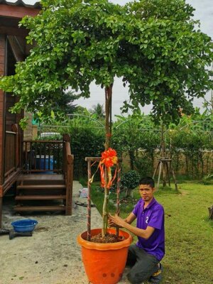 “แก้วเจ้าจอม” ไม้มงคล ทนแดด ปลูกกลางแจ้งได้