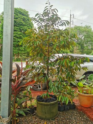 ทุเรียน เสริมราก ดีอย่างไร