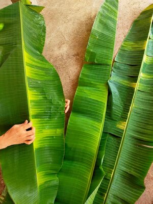 สุดยอดกล้วยด่าง กล้วยเล็บมือนางด่าง