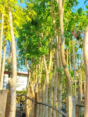 ต้นพะยูง ขนาดลำต้น 3 นิ้ว