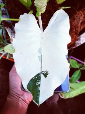 มหัศจรรย์ พันธุ์ไม้ บอนกระดาดด่างขาว หายาก