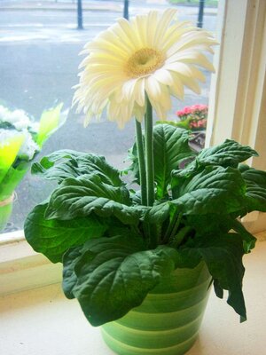 เยอบีร่า