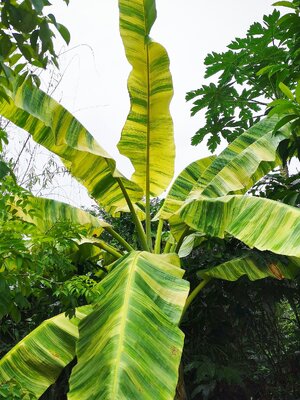 ค่อมด่างปราจีนบุรี