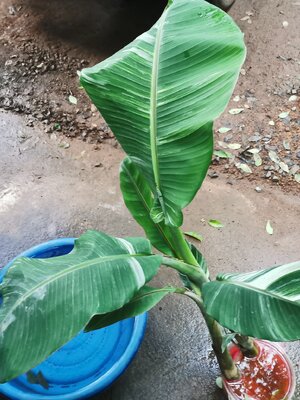 กล้วยตานีด่าง