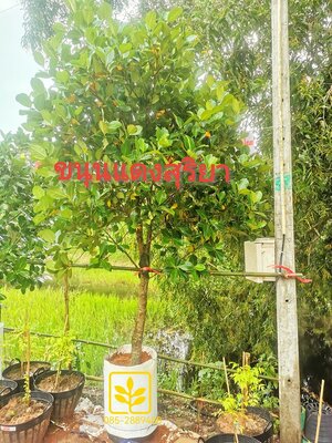 ขนุนแดงสุริยา พันธุ์แท้ๆ 100%