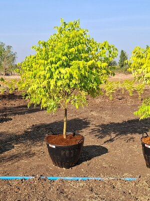 ต้นเกษมณีสีทอง