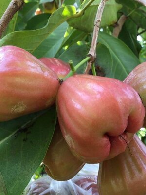 ต้นชมพู่ทับทิมจันทร์ 2 นิ้ว