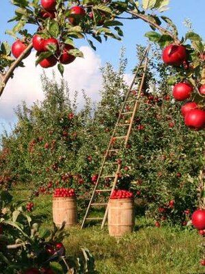 รวบรวม ข้อมูลการปลูก การดูแลต้นแอปเปิ้ล สำหรับมือใหม่ครับ