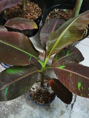 ต้นกล้วยแดงอินโดใบด่าง (Musa Siam Ruby)