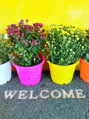 เบญจมาศ