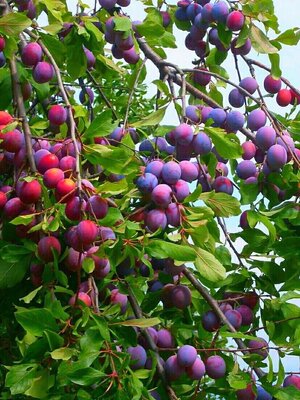 ลูกพลัม ไม้น่าปลูกประจำบ้าน ดูแลง่าย ลูกสีแดงๆ