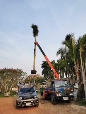 บริการรับจ้างขนส่ง ต้นไม้ ขนาดใหญ่ เล็ก ขนย้ายทั่วไทย