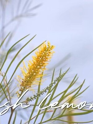 Grevillea Bush Lemons