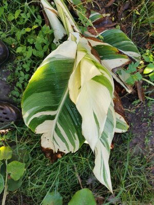 มหัศจรรย์ พันธุ์ไม้ พุทธรักษาด่าง