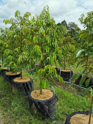 ทุเรียนหมอนปลูกในวงบ่อซีเมนต์